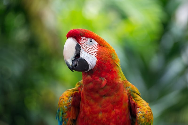 Exotic wildlife tours